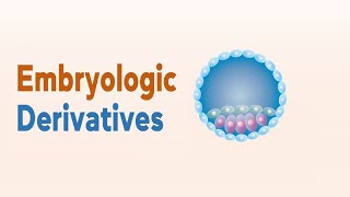 Embryology  Derivatives of Ectoderm amp Mesoderm amp Endoderm [upl. by Gregorio676]