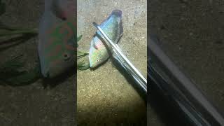 Coral trout in crystal cleer water in the coral sea spearfishing fyp fishing pearl fish [upl. by Atyekram]