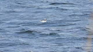 Bufflehead  Loch Leven  Perth amp Kinross  310324 [upl. by Yenduhc624]