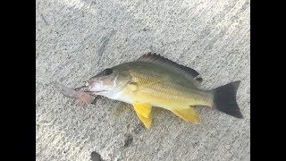 Ep22  Fishing in Mauritius  LeMorne amp Roche Noires Colorful fish [upl. by Bickart]