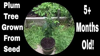 How To Grow Plum Trees From Seed Just Over 5 Months Old [upl. by Prudi]