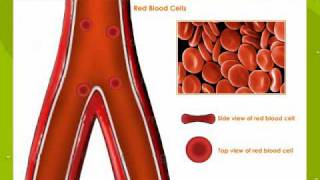 Types Of Blood Cells [upl. by Annairda359]