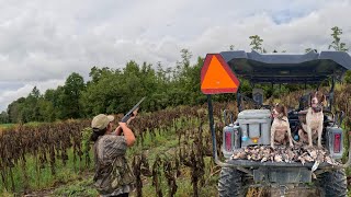 Opening Day of Dove Season in South Georgia We Need Practice [upl. by Adella]