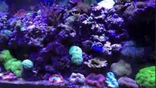 Reef Tank Setup Essential Equipments [upl. by Irfan]