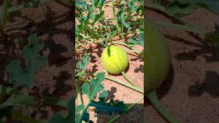 Discovering Colocynth Desert Fruitnature explore shorts viralvideo [upl. by Tterb]