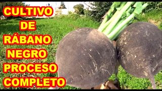 RÁBANO NEGRO CULTIVO PROCESO COMPLETO Y PROPIEDADES [upl. by Einahpets]