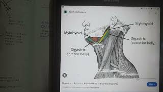 Neurology  Cranial Nerve XII  Hypoglossal nerve [upl. by Wilek]