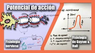 Potencial de acción  Fisiología nerviosa  Canales de sodio y potasio  Fisiología de Guyton amp Hall [upl. by Thom599]