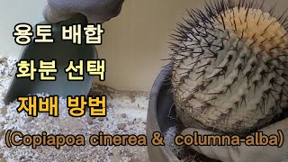 선인장 흑왕환 고룡환 분갈이Copiapoa cinerea amp columnaalba 다육식물 용토 배합 [upl. by Cacia]