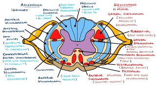 Ascending and Descending Spinal Cord Tracts Made Easy [upl. by Lytton343]