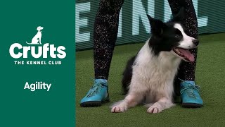 Agility Championship IntermediateLarge Part 1  ​Crufts 2022 [upl. by Eednarb42]