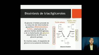 Metabolismo de lípidosParte 5 Biosíntesis de triacilgliceroles y fosfolípidos 15 [upl. by Arihas]