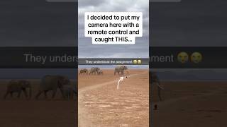 Amazing Elephants capture caught unaware 😭🙈🫶watch till the end ❤️🐘🐘wildlwildlifeelephant [upl. by Ives]