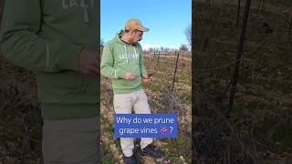 Why do we prune grape vines  Explore Wine Winery Vines viticulture Lebanon [upl. by Veriee845]