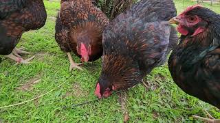 Black Laced Wyandotte Hens [upl. by Melessa83]