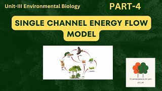 Single channel energy flow model  Environmental science [upl. by Jollenta]