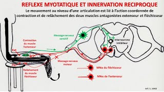 Réflexe myotatique et innervation réciproque [upl. by Hadlee]