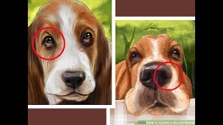 Top 10 Interesting Facts About Basset Hound [upl. by Halsy]