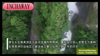 INCHAWAY印加果油的功效 中文版 [upl. by Ennywg109]