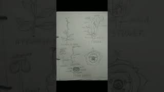 botany practical 7️⃣ Mazus jaonicusscrophulariaceae family BSC 3 semeste👍like and subscribe [upl. by Aihsotan]