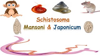 شرح schistosoma mansoni amp japonicum  Intestinal schistosomiasis [upl. by Bhayani]