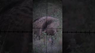 Daystate Air Ranger 22cal 80 fpe Hog Hunting airrifleshooting hunting [upl. by Esenahs]