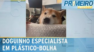 Cachorro mostra que é mestre em estourar plásticobolha  Primeiro Impacto 270324 [upl. by Lapo]