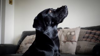 25 Labrador Tricks [upl. by Silda]