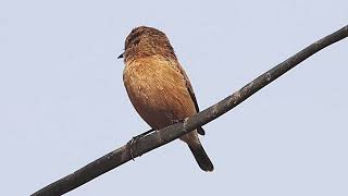 Siberian Stonechat female [upl. by Laeira]