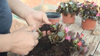 How to Grow Begonias [upl. by Valda]