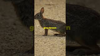 Some differences between rabbits and hares facts naturelovers rabbits  hares nature [upl. by Seena]