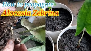 HOW TO PROPAGATE ALOCASIA ZEBRINA  SIMPLY GARDENING [upl. by Ekralc]