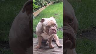 Bully Dog Biz chilling out shorts short americanbully cute [upl. by Anayaran]