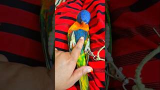 Funny rainbow lorikeet videos birds lorikeet rainbowlorikeet parrot funny funnyparrot shorts [upl. by Mishaan]