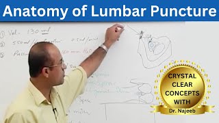 Lumbar Puncture  LP  Spinal Tap  Anatomy [upl. by Leissam214]