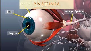 Anatomia do Olho [upl. by Wylen]