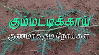 கும்மட்டிக்காய் குணமாக்கும் நோய்கள்  Citrullus Colocynthis  DrSRevathis Vlog [upl. by Bernardine]