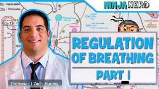 Respiratory  Regulation of Breathing Respiratory Centers Part 1 [upl. by Adnaluoy]