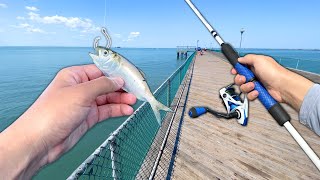 I TOSSED a LIVE BAITFISH off the Pier and Caught THIS Saltwater Fishing [upl. by Letreece]