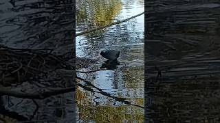 WELL FED COOT 51024 [upl. by Marlie]