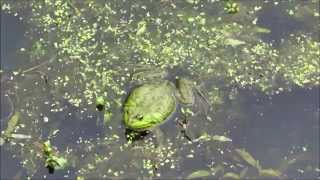 Towpath Trail Bullfrog [upl. by Siradal]