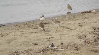 Killdeer running around chasing each other fighting or maybe courtship stuff [upl. by Jaine167]