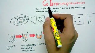 Co immuno precipitation [upl. by Eirbua]