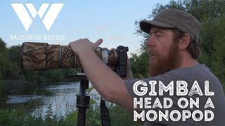 Gimbal Heads on Monopods for Wildlife Photography [upl. by Orlosky]