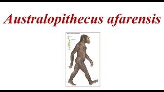 Australopithecus afarensis [upl. by Aicinoid396]