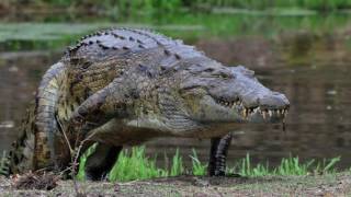 Symbiotic Relationship Video  Crow and Eagle Plover and Crocodile [upl. by Lucias]