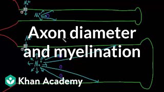 Effects of axon diameter and myelination  Nervous system physiology  NCLEXRN  Khan Academy [upl. by Cherianne335]