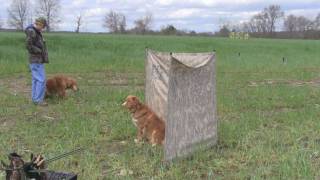 Nova Scotia Duck Tolling Retriever running AKC Master training [upl. by Gehlbach]