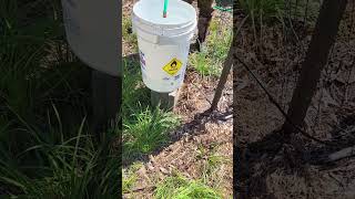 HOW TO WATER NEW TREES WITH A BUCKET DRIPPER [upl. by Alak]