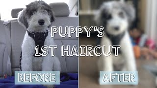 Mini Aussiedoodle First Grooming Experience  5 Month Puppy [upl. by Renwick]